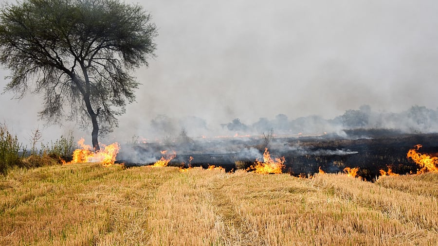 <div class="paragraphs"><p>Representative image for stubble burning</p></div>