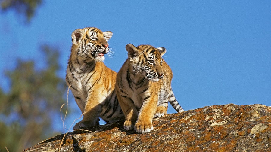 <div class="paragraphs"><p>Representative image of tiger cubs.</p></div>