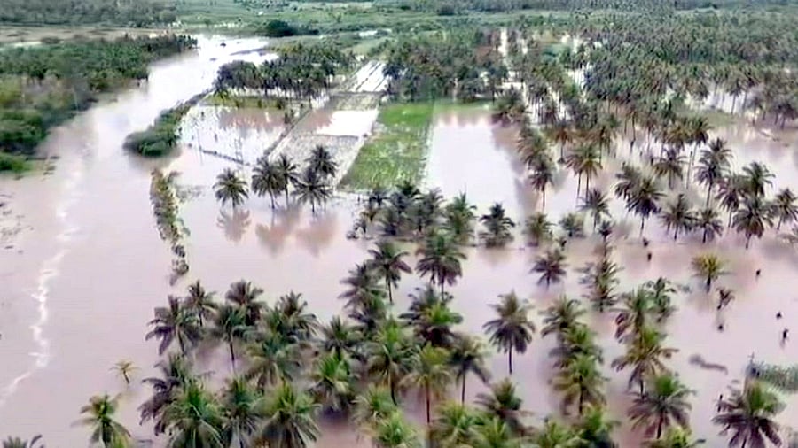 <div class="paragraphs"><p>Coconut farms in Kadur taluk  submerged owing to heavy and continuous rains in the region.  </p></div>