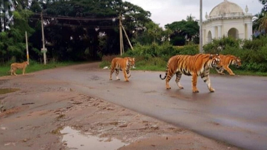 <div class="paragraphs"><p>Pictures of two African leopards were shared on social media.</p></div>