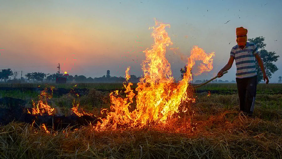 <div class="paragraphs"><p>A farmer burns stubble (parali) after to remove paddy crop residues from a field on the outskirts of Amritsar. (Representative image)</p></div>
