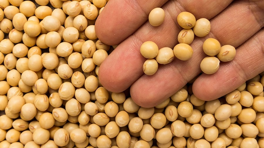 <div class="paragraphs"><p>Corn and soybeans have figured prominently in the negotiations, with the United States eager to sell these two agricultural products to India.</p></div>