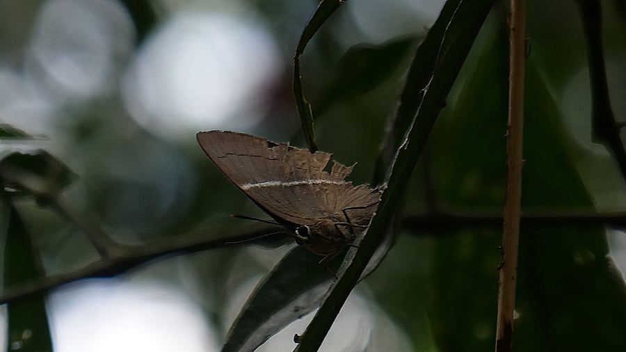 <div class="paragraphs"><p>This is for the first time, the species have been documented in India. </p></div>