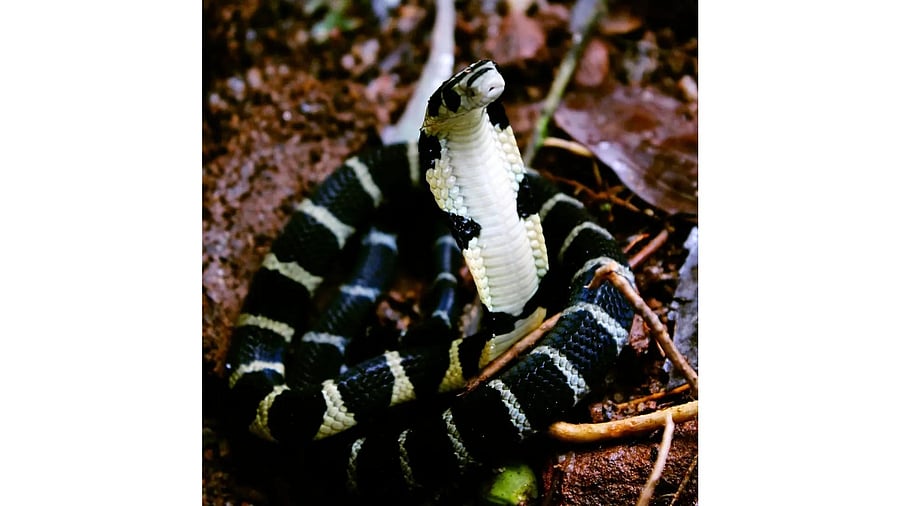 <div class="paragraphs"><p>King Cobra hatchling.</p></div>