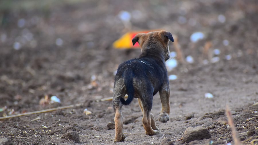 <div class="paragraphs"><p>Image of a puppy for representation.</p></div>