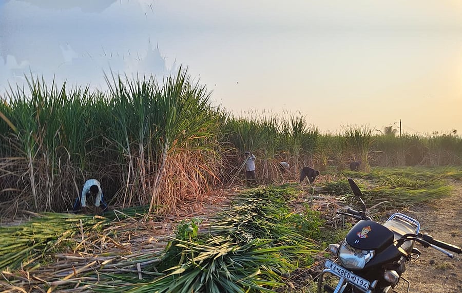 <div class="paragraphs"><p>Sugarcane growers harvest sugarcane at Chikkodi in Belagavi district. </p></div>