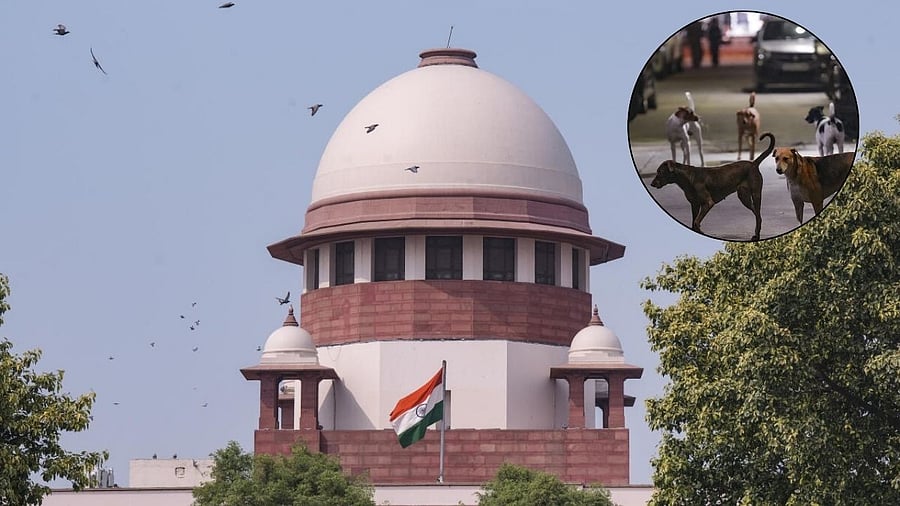 <div class="paragraphs"><p>Supreme Court (Inset) stray dogs </p></div>