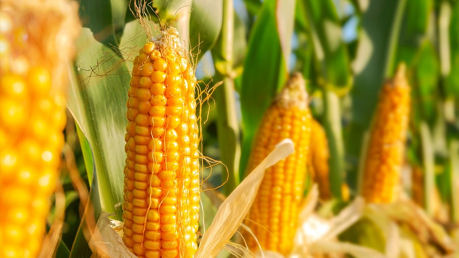 <div class="paragraphs"><p>Representative image for corn.</p></div>