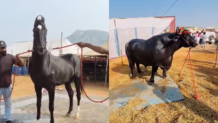 <div class="paragraphs"><p>Screengrab of the horse worth Rs 15 crore and the Rs 23 crore buffalo (R).</p></div>