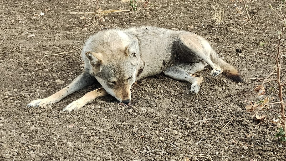 Wolf attacks 3 in Karnataka's Bidar, authorities say animal could be ...