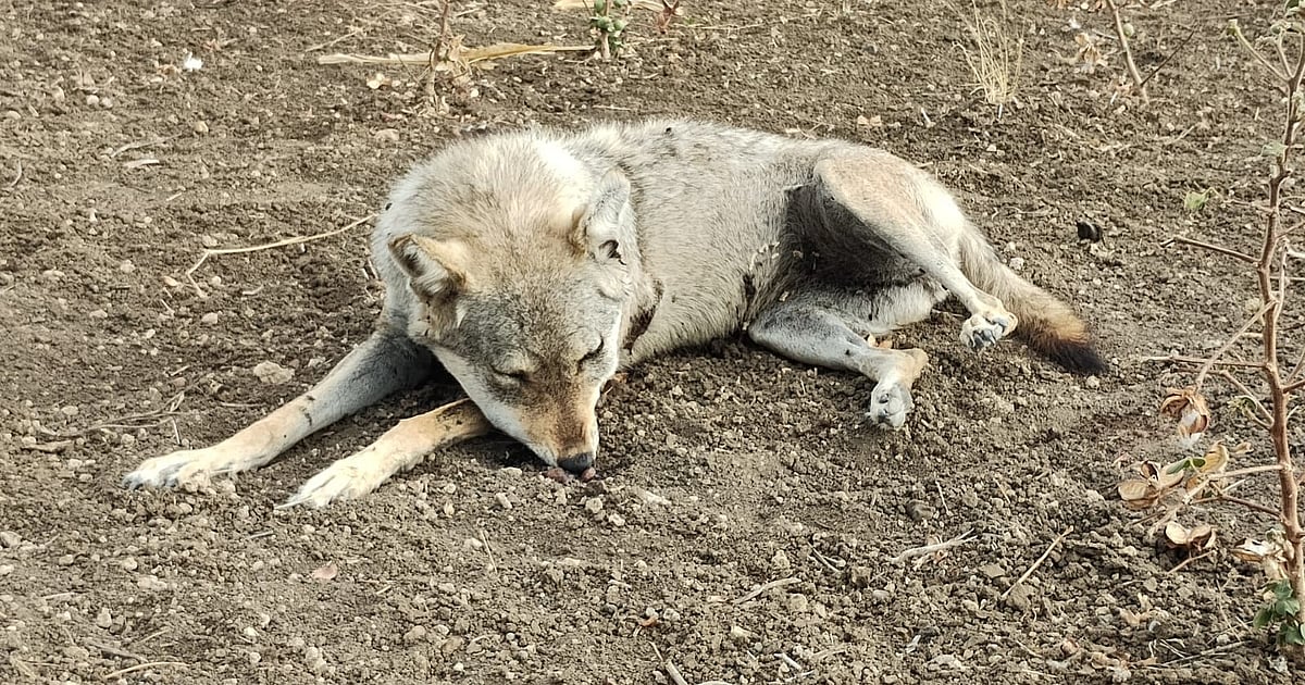 Wolf attacks 3 in Karnataka's Bidar, authorities say animal could be ...