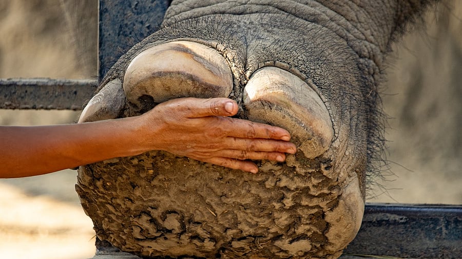 <div class="paragraphs"><p>Representative image of an elephant</p></div>