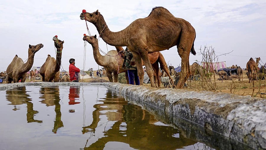 <div class="paragraphs"><p>A caravan or group of camels during the Pushkar Fair, in Ajmer district</p></div>
