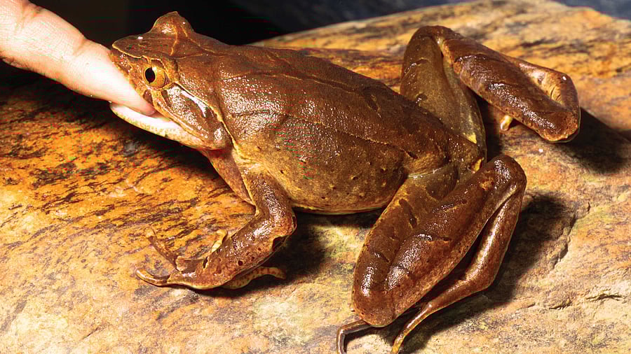 <div class="paragraphs"><p>The nocturnal Apatani Horned Toad, endemic to Arunachal Pradesh, relies on its cryptic, leaf litter-like colouration to remain undetected during the day.</p></div>