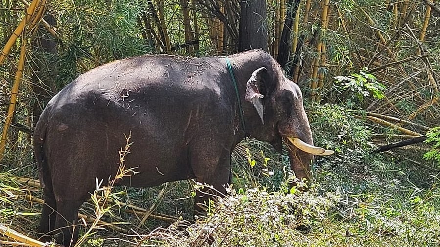 <div class="paragraphs"><p>Representative image. </p></div>