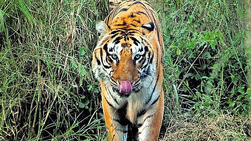 <div class="paragraphs"><p>File photo for representational purpose.</p></div>