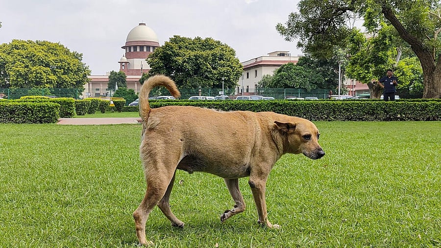 <div class="paragraphs"><p>A stray dog at SC premises in Delhi.</p></div>