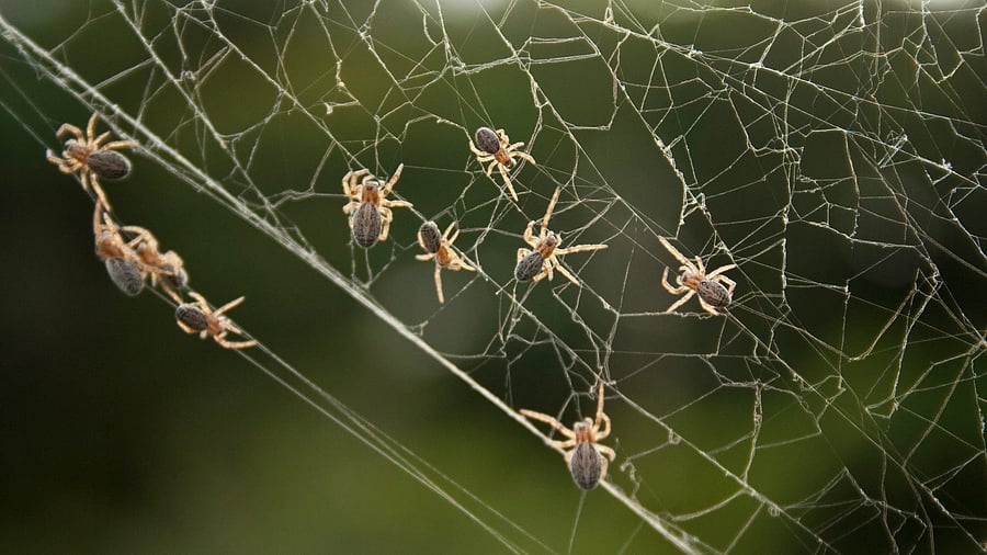 Indian social spiders are egalitarian societies. 