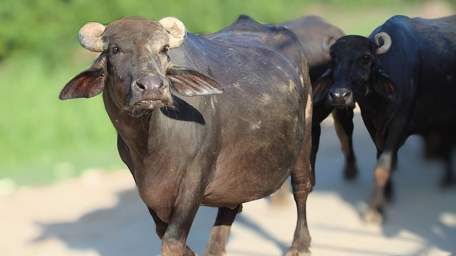 <div class="paragraphs"><p>A representative image of buffalo.</p></div>