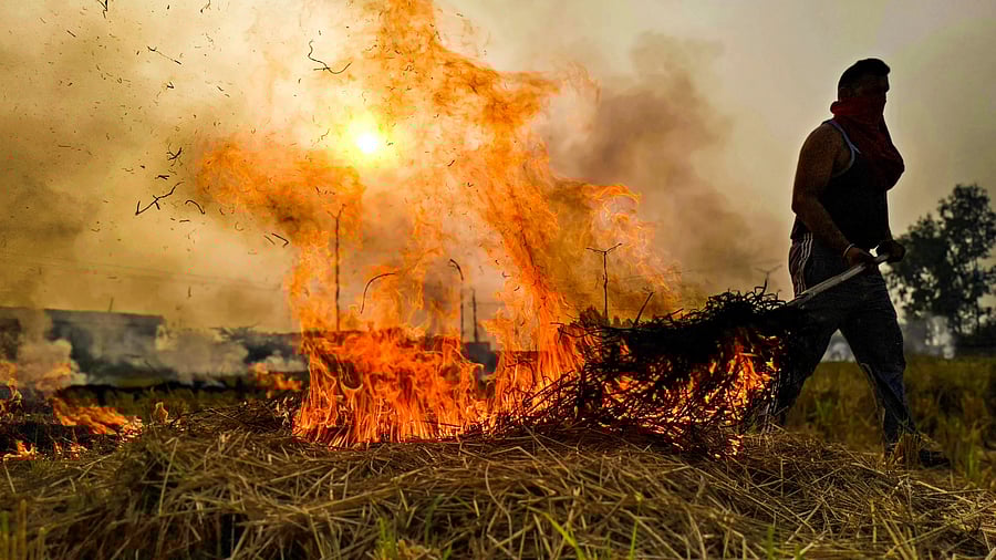 <div class="paragraphs"><p>Amritsar: A farmer burns straw and stubble in a pady field on the outskirts of Amritsar.</p></div>