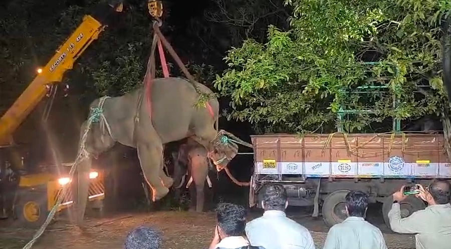<div class="paragraphs"><p>With the help of a crane and trained elephants, the rogue elephant was transported to the lorry, during the capturing operation in Sringeri..</p></div>