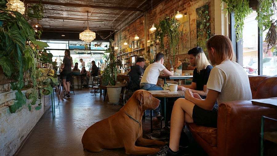 <div class="paragraphs"><p>A pet-friendly cafe.</p></div>