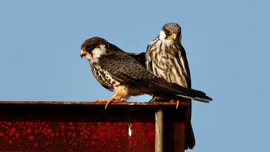 <div class="paragraphs"><p>Amur Falcons.</p></div>