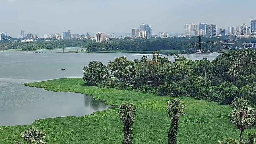 <div class="paragraphs"><p>Powai lake in Mumbai.</p></div>