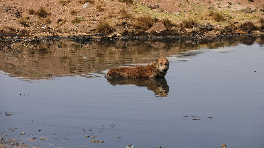 <div class="paragraphs"><p>Representative image of wastewater.</p></div>