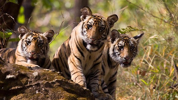 <div class="paragraphs"><p>Representative image of three tiger cubs.</p></div>