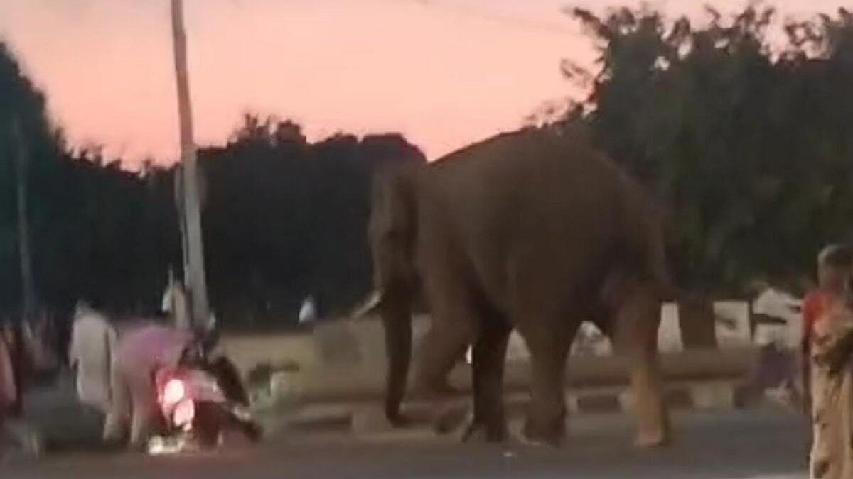 Camp Elephant Runs Amok in Gundlupet After Bee Attack, Triggers Panic