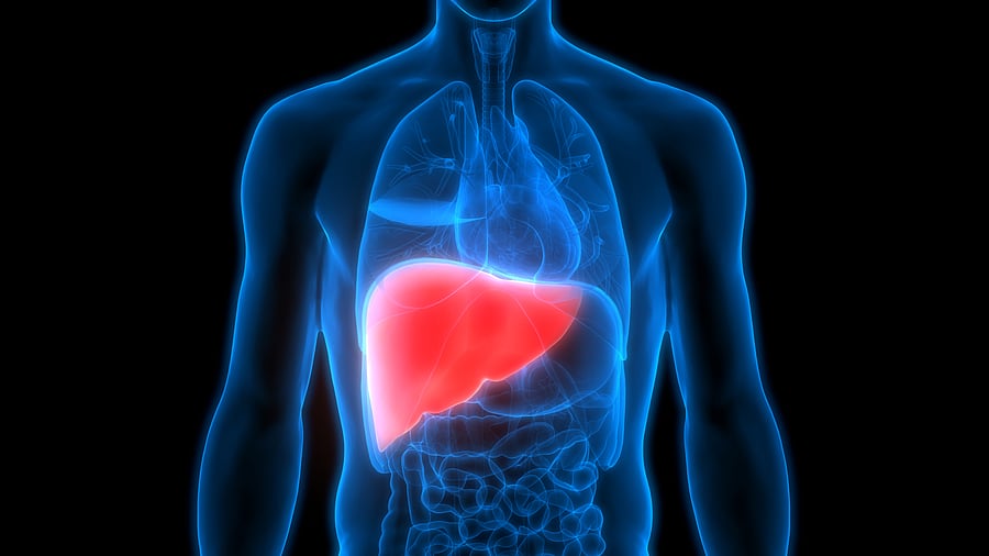 <div class="paragraphs"><p>Liver.&nbsp;</p></div>