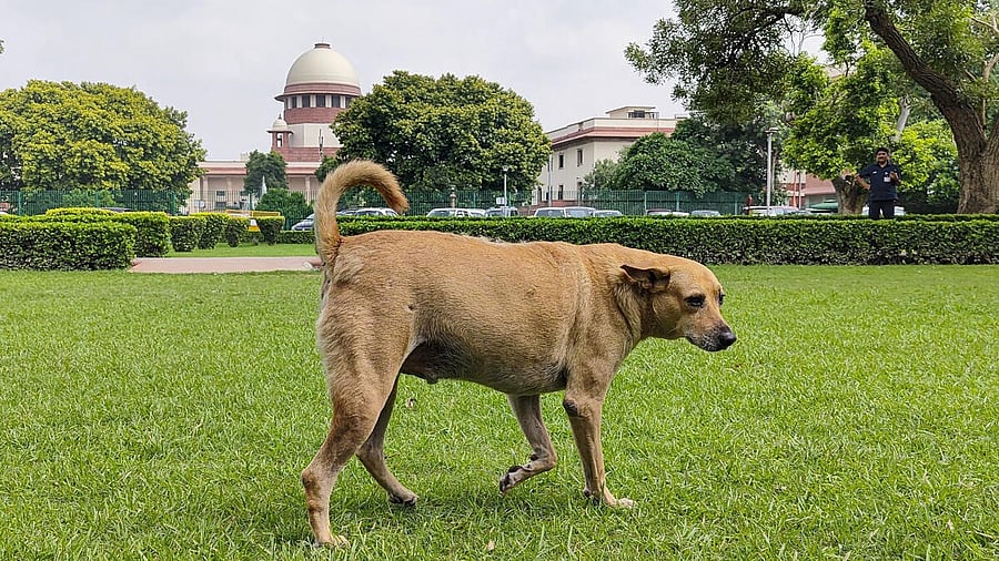 <div class="paragraphs"><p>A stray dog roams inside the Supreme Court (SC) premises, in New Delhi.</p></div>