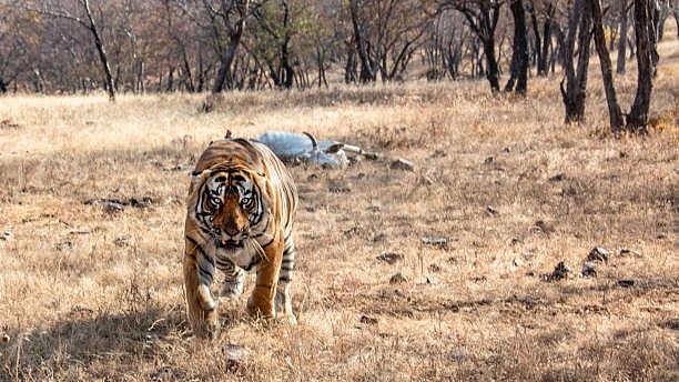 <div class="paragraphs"><p>Incidentally, it is the third death in the past 13 days and the fourth incident of the tiger attack.</p></div><div class="paragraphs"><p><br></p></div>