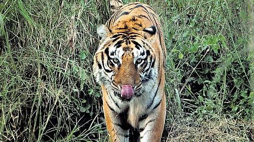 <div class="paragraphs"><p>Photo for representation only. Friday's incident occurred on the fringes of the Moleyur Range of the Bandipur Tiger Reserve in Sargur taluk of Mysuru district.</p></div>