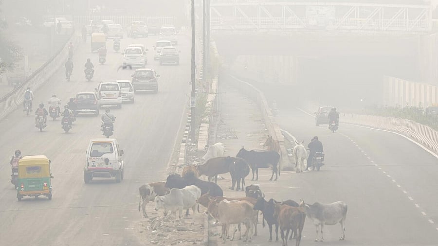 <div class="paragraphs"><p>Vehicles pass by cattle on a smoggy morning, in New Delhi, at Anand Vihar, Saturday, Nov. 8, 2025.</p></div>