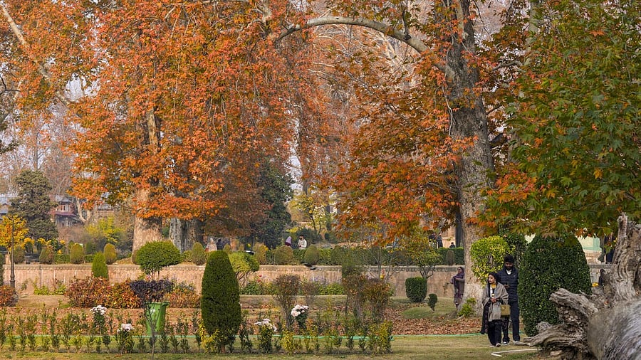 <div class="paragraphs"><p>Autumn in Srinagar</p></div>