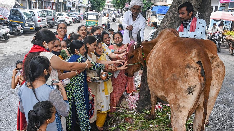 <div class="paragraphs"><p>File image of women worshipping a cow during a Hindu festival. (Image for representation)</p></div>