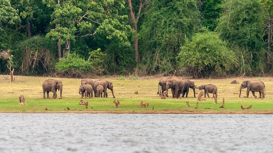 <div class="paragraphs"><p>Elephants on the banks of the Kabini river at Nagarhole. In December 2022, the Karnataka government, following an increase in elephant-human conflict in several parts of south Karnataka, issued orders shifting the offices of senior IFoS officials to various district headquarters. </p></div>