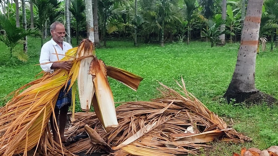 <div class="paragraphs"><p>As entrepreneurs explore diverse products, the demand for areca sheaths is growing.</p></div>