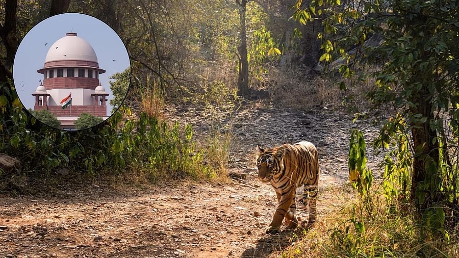 <div class="paragraphs"><p>A tigress, walks on a trail of Ranthambore National Park, Supreme Court of India (inset).</p></div>