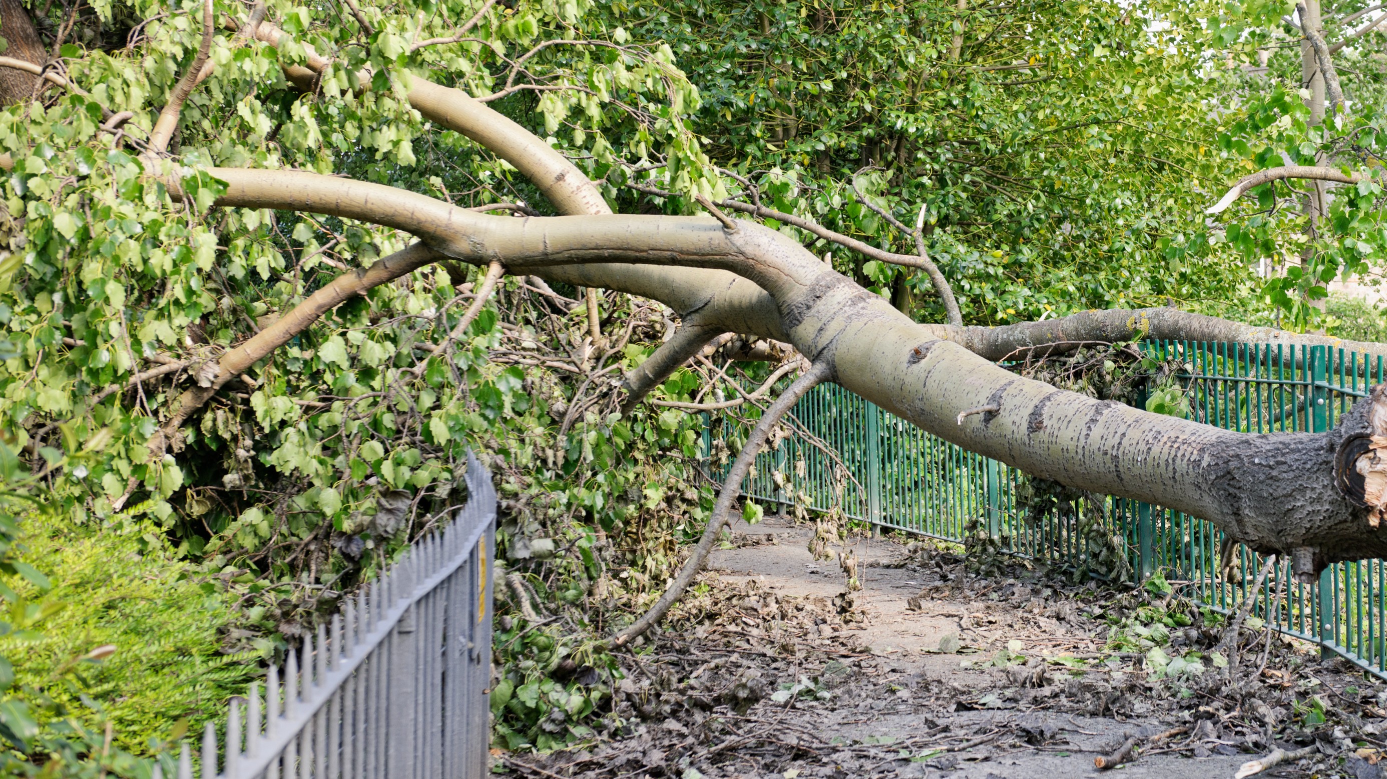 Bengaluru's Fallen Tree Drama: Midnight Chaos, GBA's Slow Response