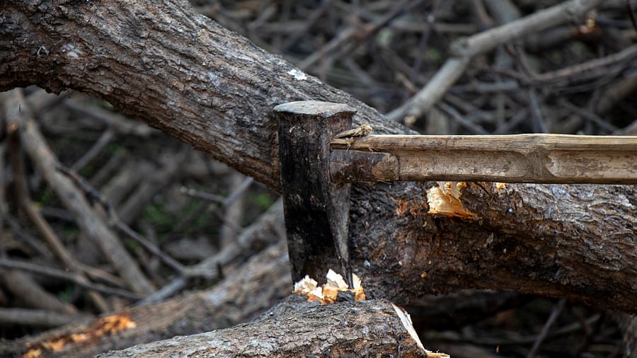<div class="paragraphs"><p>Representative image of a tree felling.</p></div>
