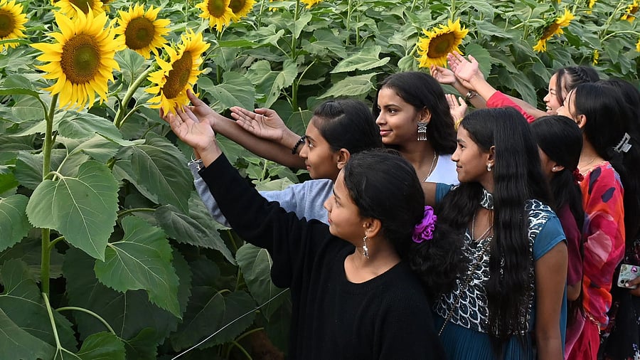 <div class="paragraphs"><p>Children look at the sunflowers in full bloom at the Krishi Mela, organised by the the University of Agricultural Sciences, at GKVK on Friday. </p></div>