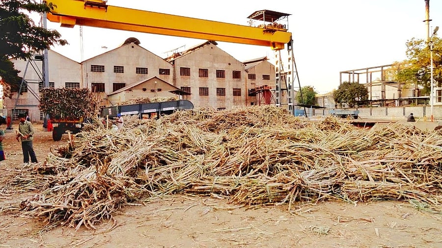 <div class="paragraphs"><p>The sugar factories in Bagalkot district started crushing sugarcane from Friday. </p></div>