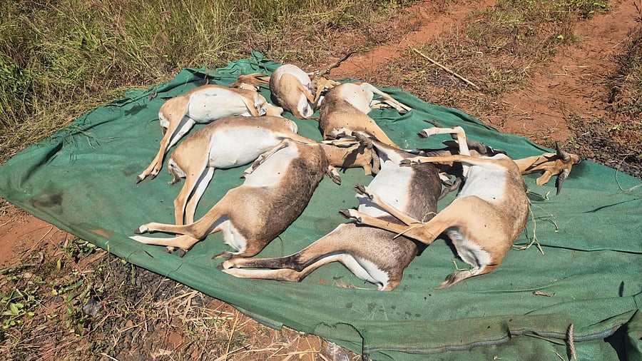 <div class="paragraphs"><p>Carcasses of the black bucks that died at Belagavi zoo on Saturday. </p></div>