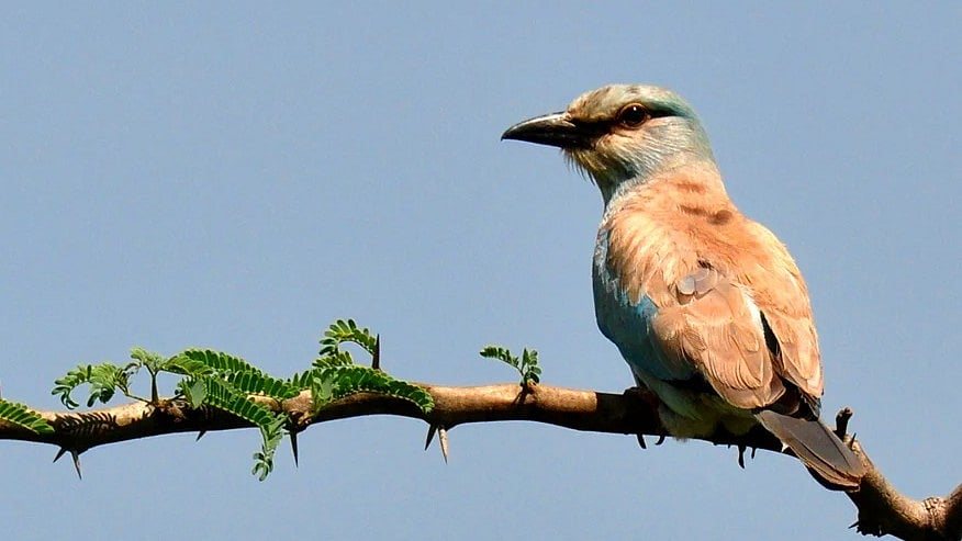 <div class="paragraphs"><p>European Roller seen in Hesaraghatta grasslands. </p></div>