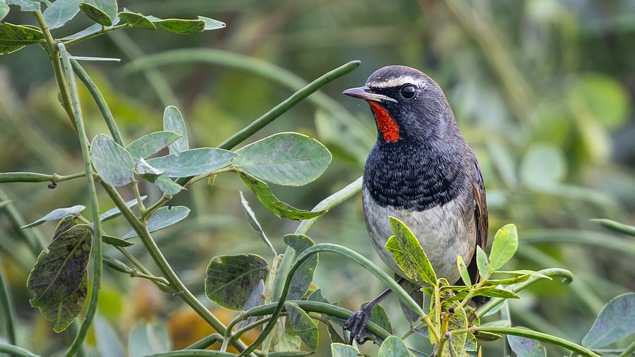 <div class="paragraphs"><p>The Himalayan rubythroat spotted in Hosakote Lake in Bengaluru.&nbsp; </p></div>