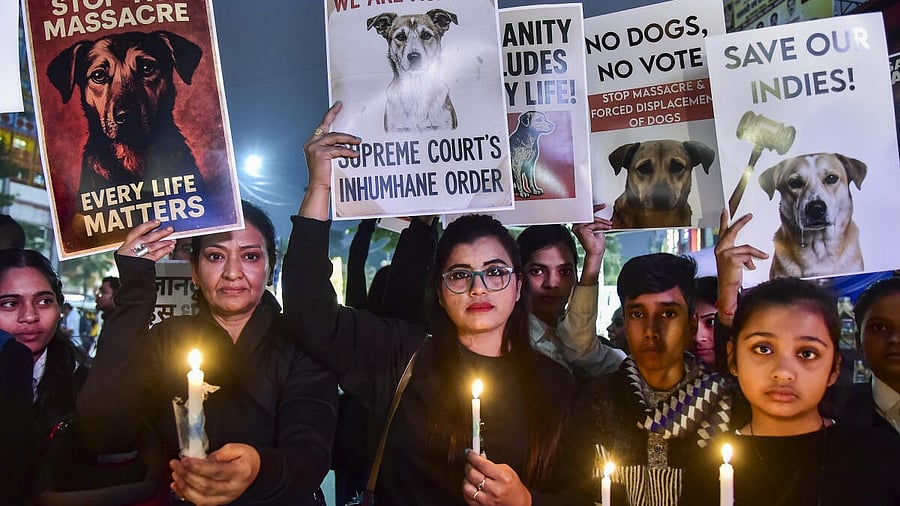 <div class="paragraphs"><p>Animal lovers take part in a candlelight march against the Supreme Court order directing authorities to remove stray dogs from institutional areas such as schools, hospitals, railway stations and bus stands, and shift them to designated shelters, in Prayagraj.</p></div>