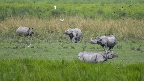 <div class="paragraphs"><p>One horned rhinos graze inside the Kaziranga National Park in Assam.</p></div>